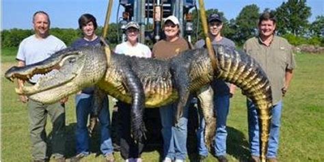 727 Pound Gator Caught In Mississippi River Is A Record Breaker Huffpost