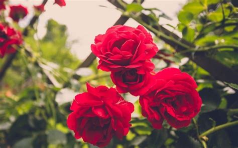 Climbing flowers for shaded areas. The best climbing plants for shade | Climbing flowers