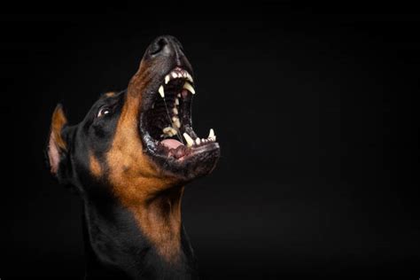 How Big Is A Doberman Mouth