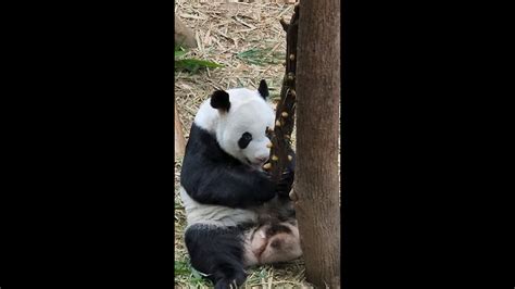 20221005 Giant Panda Kai Kai 凯凯 Eats Biscuits Yummy River Wonders