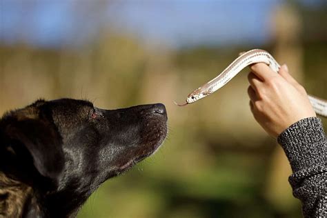Snake Start By Getting Your Dog Used To Reptiles And Reptile Smells