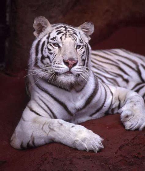 White Tiger Tigers Photo 185807 Fanpop