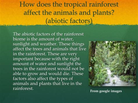 What Are Abiotic Factors In The Rainforest Slideshare