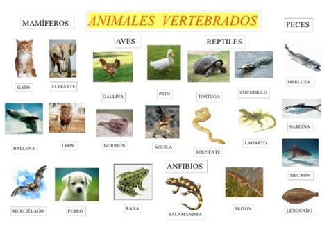 Información De Los Animales Vertebrados Informacion Sobre Animales