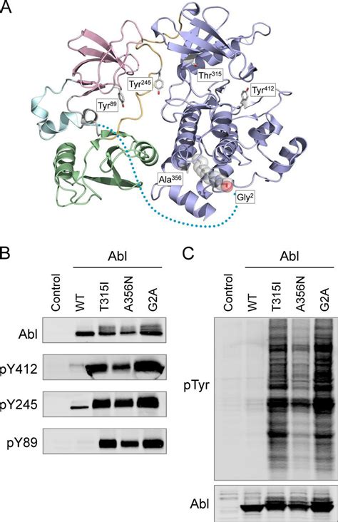 Enhanced Sh3linker Interaction Overcomes Abl Kinase Activation By