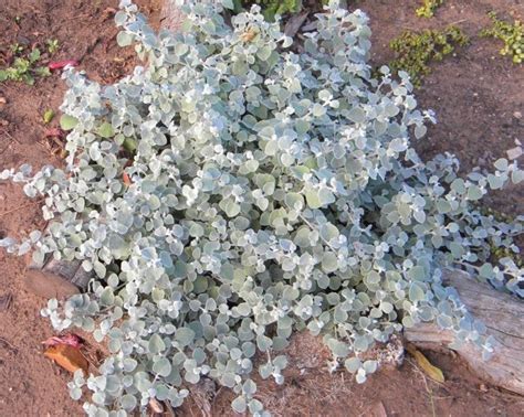 Helichrysum ‘silver Licorice Plant Geneva Garden Club