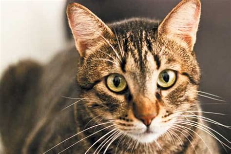 Tabby Cat Facts Origin Behavior And Characteristics
