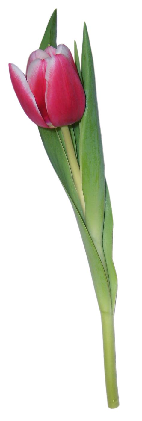 Tulip Png Image Transparent Image Download Size 816x2422px