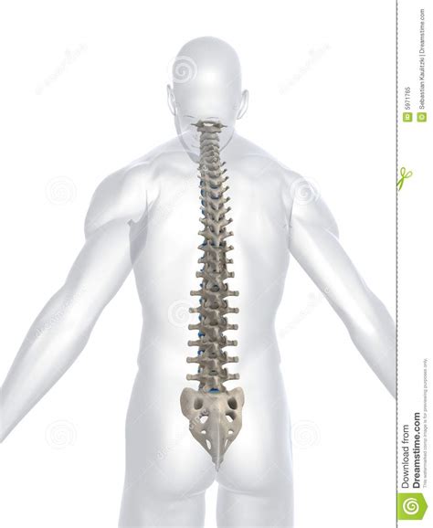 It is composed of many different types of cells that together create tissues and subsequently organ systems. Human spine stock illustration. Illustration of hospital ...