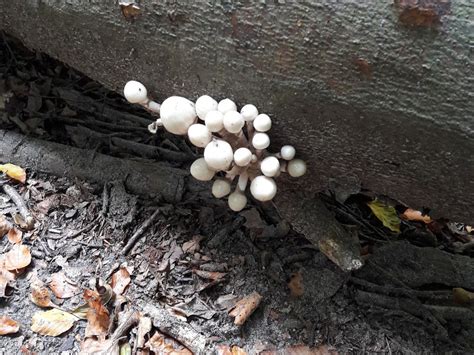White Fungus Growing On Fallen Tree Branch Smithsonian Photo Contest