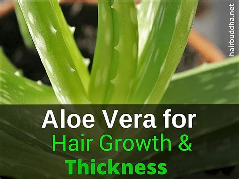 aloe vera for hair growth and glowing skin
