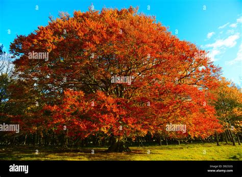 Beech Tree Turning Red In Autumn England Uk Stock Photo Alamy