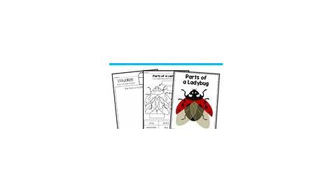 Parts Of A Ladybug Worksheets & Teaching Resources | TpT