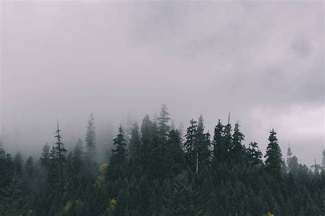 Royalty Free Photo Fog Covering The Pine Forest Pickpik