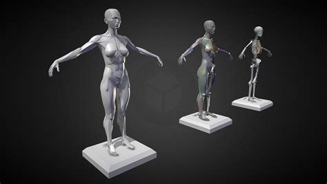 female planar anatomy 3d model by crazygoat3d [fef13ff] sketchfab