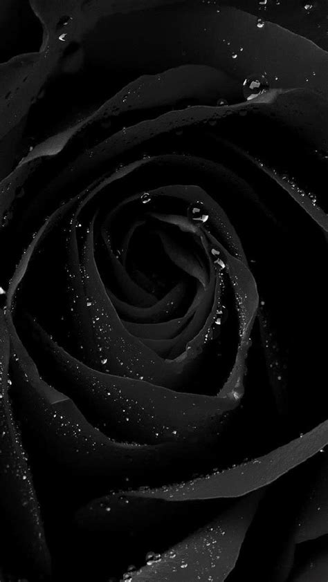 Phone おしゃれまとめの人気アイデア｜pinterest｜oneisha Jones 黒 Pc 壁紙 花 Black Rose