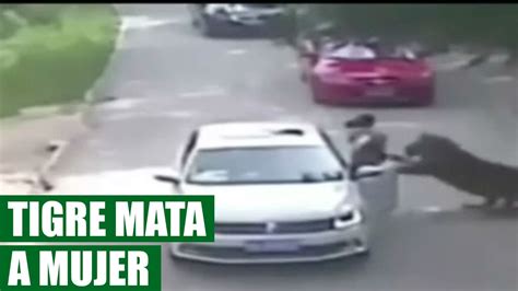 Tigre Ataca y Mata a Mujer por Salir de Carro en Safari VÍDEO VIRAL