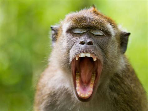 Crab Eating Macaque By Dave Forney Yawning Animals Animals Wild