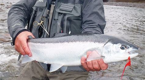 Vancouver Fishing Courses Winter Steelhead On The Fly