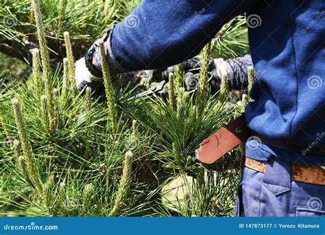 Pruning Of A Pine Tree Stock Image Image Of Branch 147873177