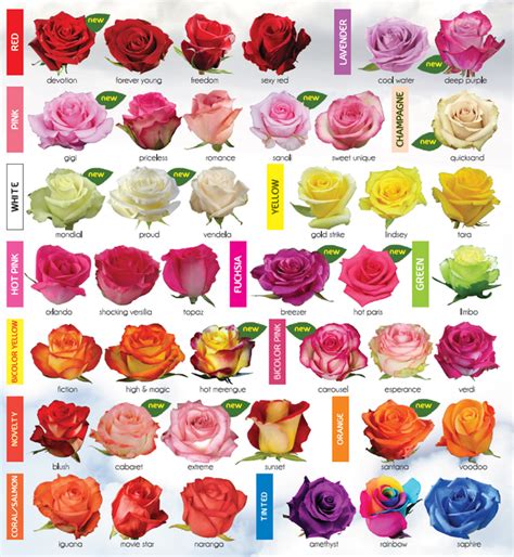 Rose Varieties Growing Roses Rose Varieties Types Of Roses