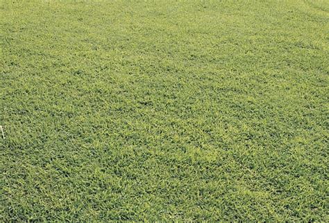 Grass Background Textures Lawn Backgrounds Background Contextual