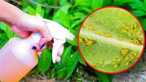 Come preparare l insetticida naturale più potente per eliminare gli