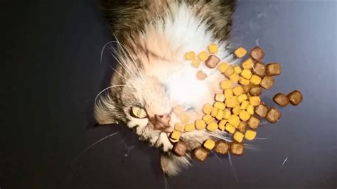 Die preise für eine maine coon liegen zwischen ca. Maine Coon Jimmy eating - YouTube