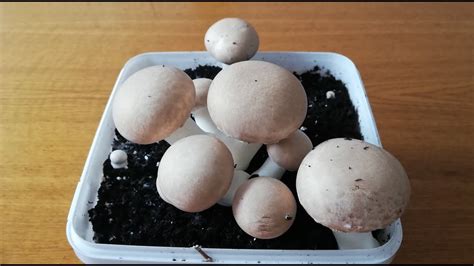 Growing Button Mushrooms Yourself Champignons Selber Zuchten I Youtube