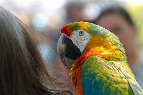 Free Photo Ara Hybrid Parrot Bird Animal Free Image On Pixabay