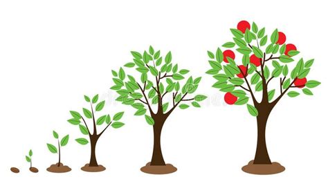 Tree Growth Vector Illustration Of Tree Growth Diagram Isolated On