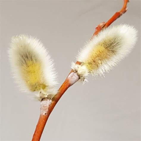 Growing Pussy Willow Catkins