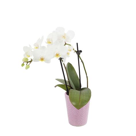 Just Add Ice Live Tropical Plants Live Mini Orchid Plants Potted
