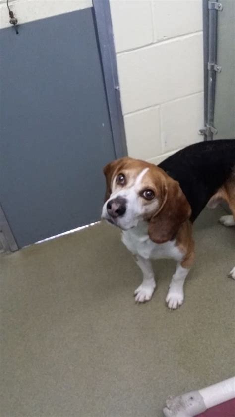 17 Best Images About Lost And Found Beagles Bassets