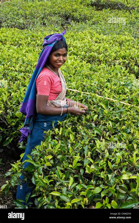 Tamil Woman Plucking Tea Leaves Nuwara Eliya Hill Country Sri Lanka