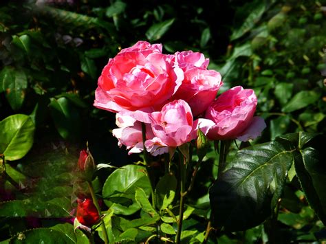 Kostenlose Foto Blume Blütenblatt Strauß Rot Botanik Flora