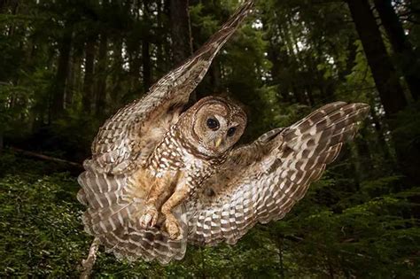 Spotted Owl Facts Anatomy Diet Habitat Behavior Animals Time