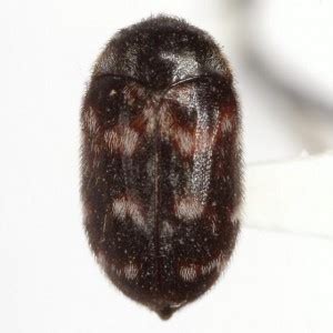 Buy the best and latest beetle cabinet latch on banggood.com offer the quality beetle cabinet latch on sale with worldwide free shipping. Pest Identification | Preservation Services - Addendum