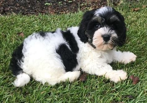 All dogs listed here are former breeder dogs either from our kennels or different. Cavachon Puppies For Sale | New York, NY #259198 | Petzlover