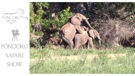 Elephants Mating Youtube