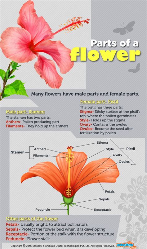 Parts Of A Flower Parts Of A Flower Flower Science Biology Facts