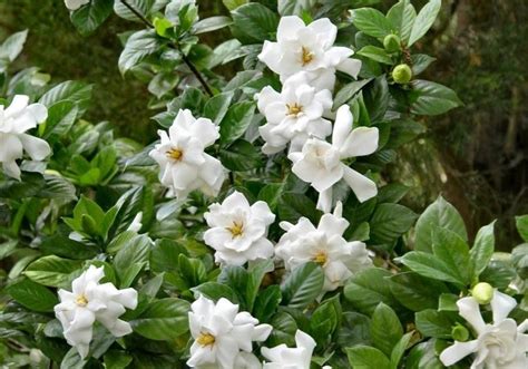 Evergreen Flowering Shrubs Zone 7 Thuem Garden Plant