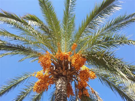 Multiple Purposes Of Palm Trees Day Of Dubai Dubais Leading
