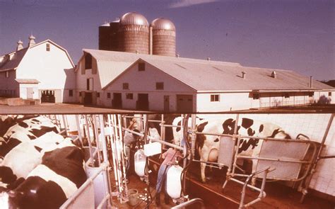 Dairy Barn And Milking Parlor Approximately 120 Cows Are Milked Twice