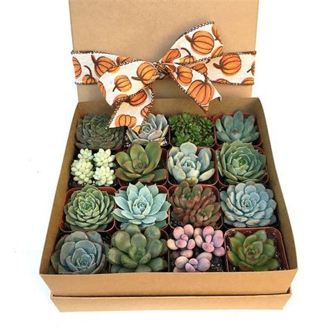 Stained glass piece is approximately 3x3, includes chain. 16 Succulent Plants in Kraft Gift Box with your choice of ...