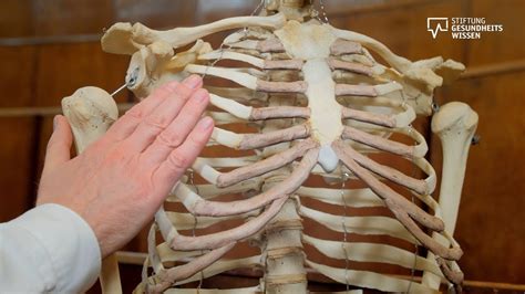 Der Menschliche Korper Skelett Muskeln Organe Alles Was Ich Wissen Will Online Computer Basics
