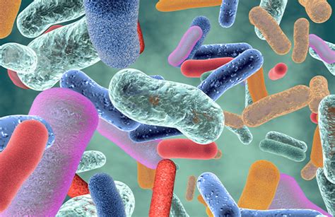 Microbiota Causas Síntomas Tratamientos