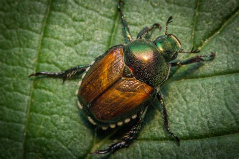 Garden Pests Japanese Beetles Jung Seeds Gardening Blog