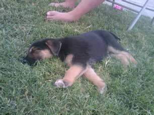 During the 1st week, they often eat every two hours. My 8 weeks German Shepherd puppy developing elbow calluses