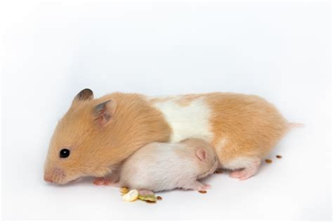 Hamster Gestation Period Pregnant Hamsters Petsoid